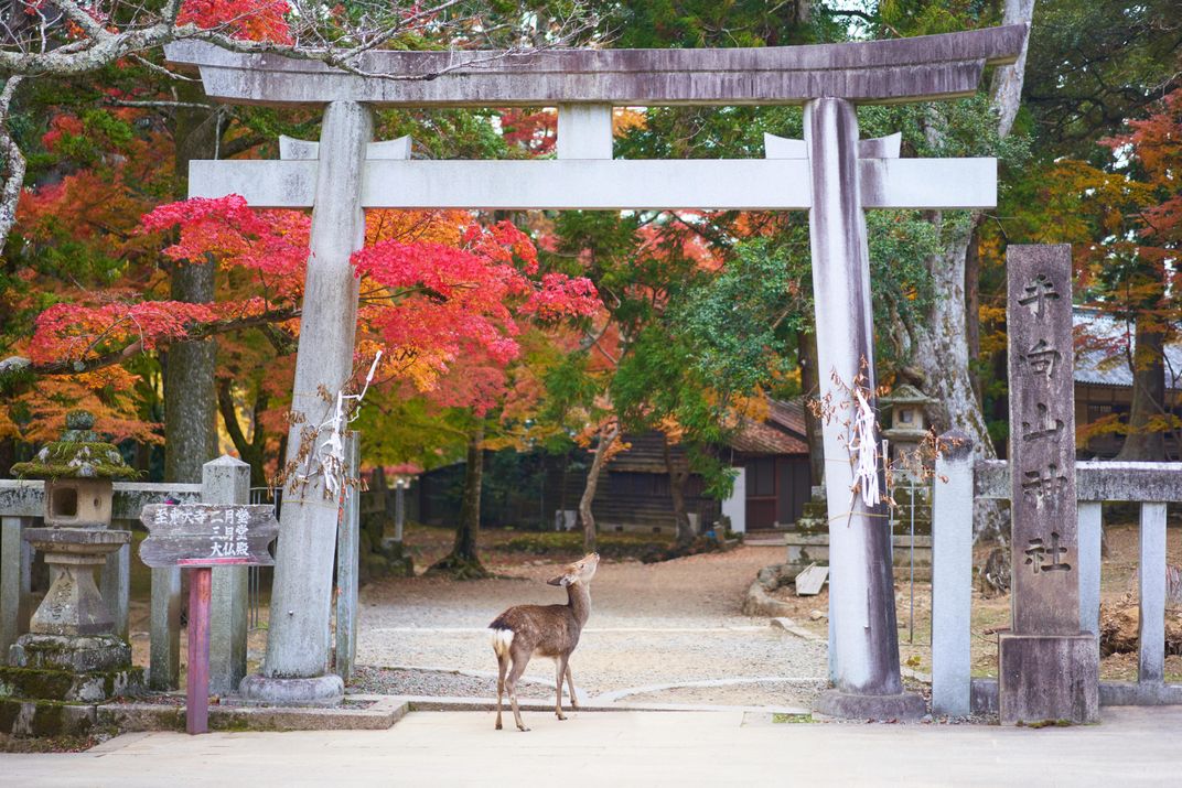Nara, the ancient capital of Japan