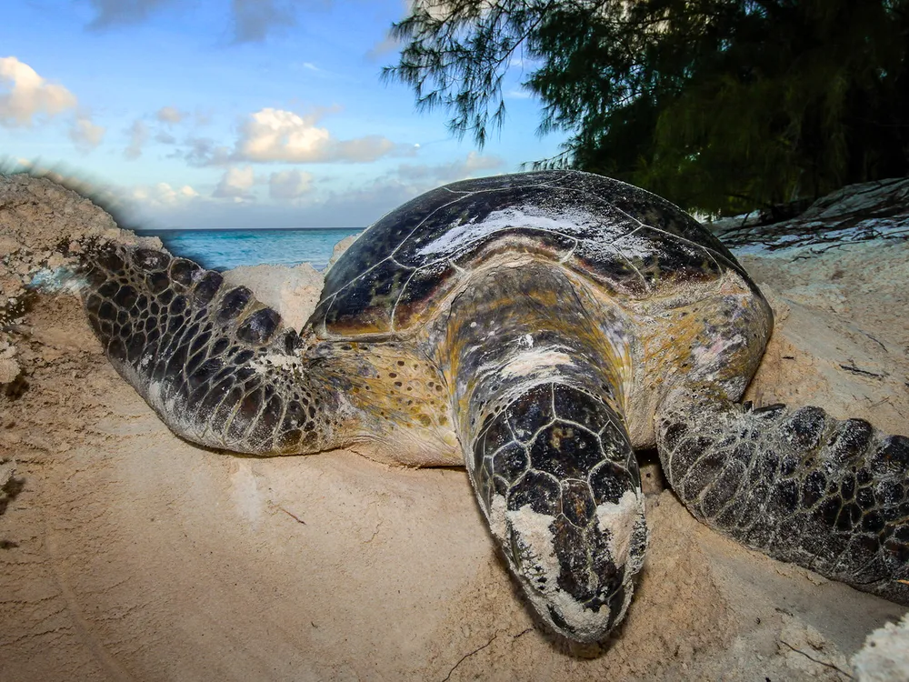 front-facing view of a turtle digging down into the ground, throwing sand over her right side