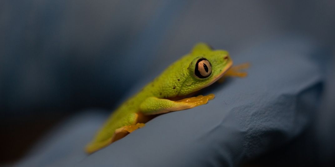 A small, green and yellow frog with large, round eyes (called a lemur leaf frog) lays flat against the gloved hand of animal keeper.