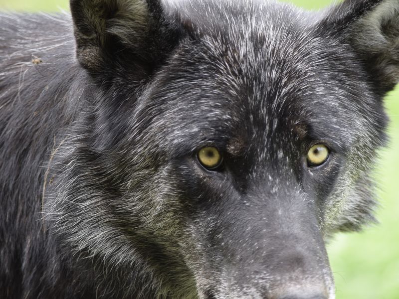 Black Wolf Dog at Yamnuska wolfdog sanctuary | Smithsonian Photo