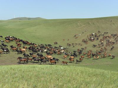 A herd of horses in Mongolia