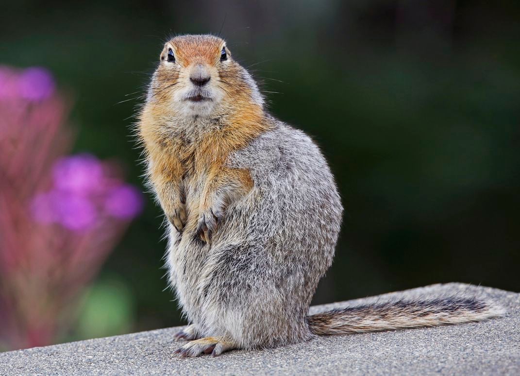 Arctic ground squirrel standing on a rock