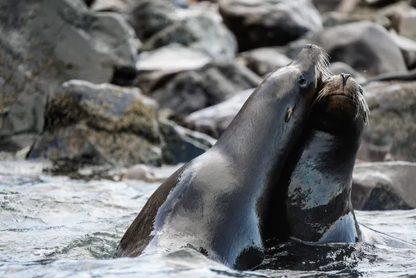 Flirting Sea Lions thumbnail