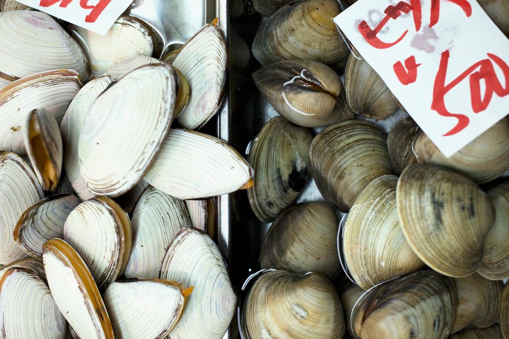 Clams