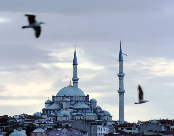 Flight and Faith: Seagulls Over Istanbul's Mosque thumbnail