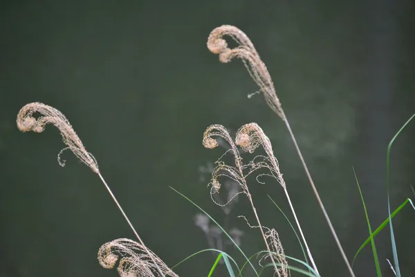 Curled Grass thumbnail