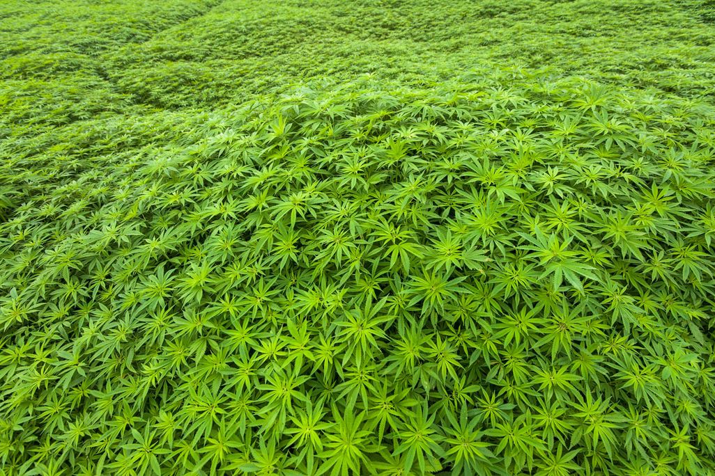 Cannabis Field