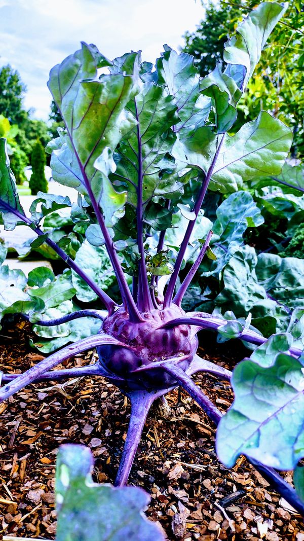 A purple kale alien thumbnail