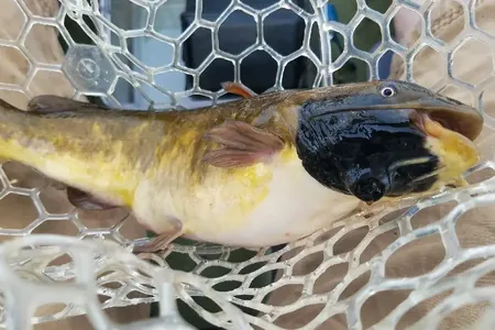 A catfish with melanoma, a kind of skin cancer