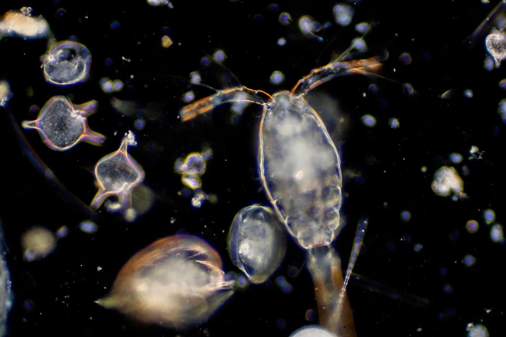 zooplankton.jpg