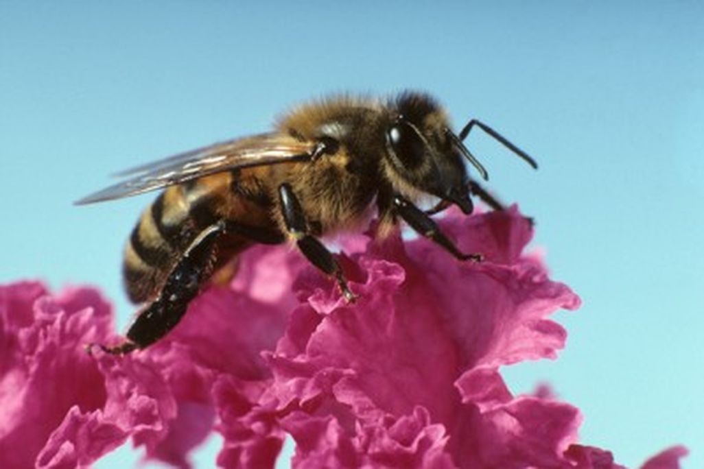 20110520090127ARS_bee_k3125-2-400x268.jpg