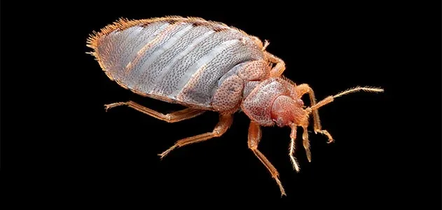 This adult male bedbug wants to suck your blood.