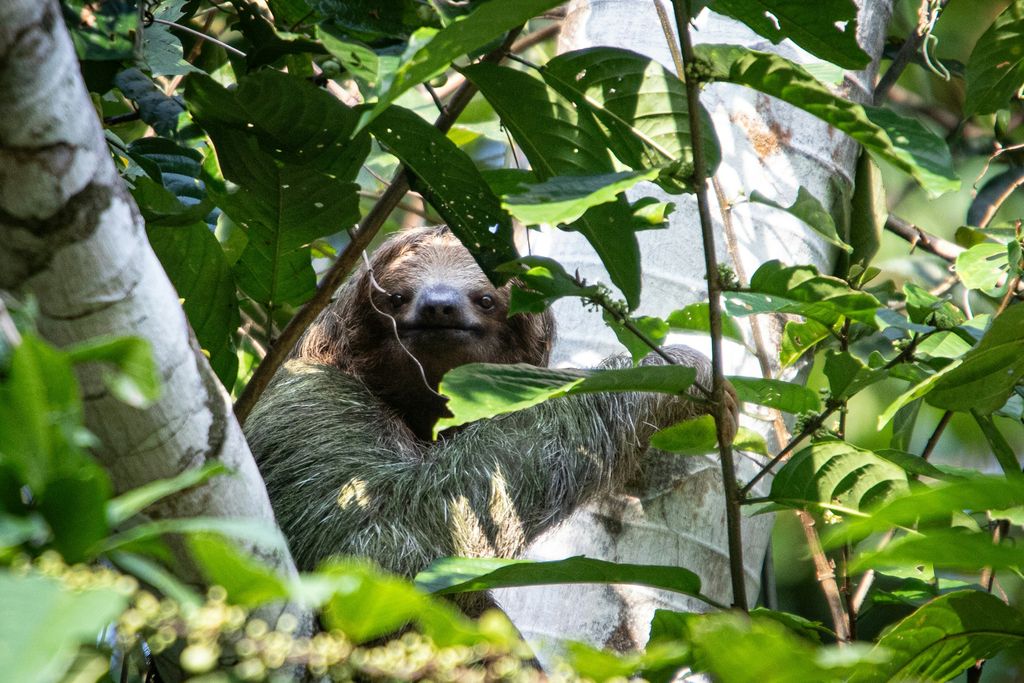 A sloth hanging from a tree in a forest