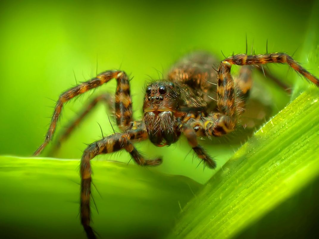 Fourteen Ways That Spiders Use Their Silk, Science