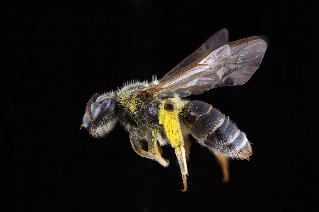 An Andrena rehni bee collected in 2023.