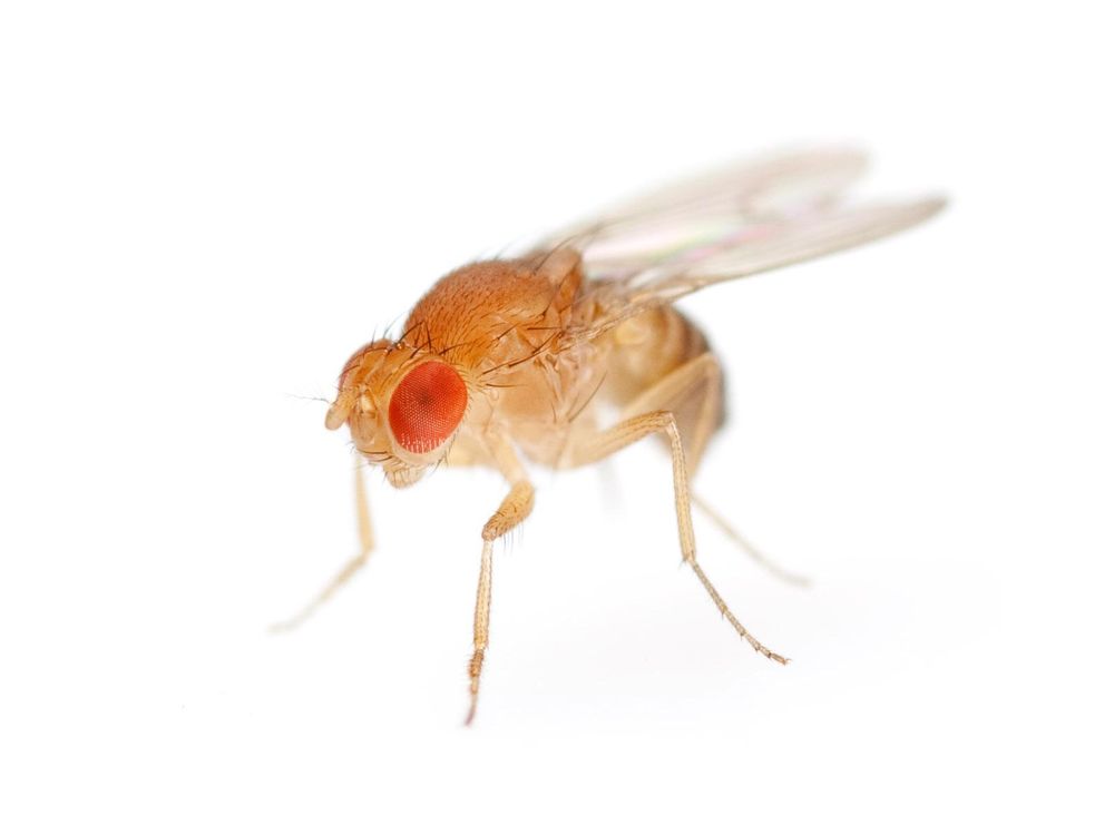 How Fruit Fly Brains Could Improve Our Search Engines