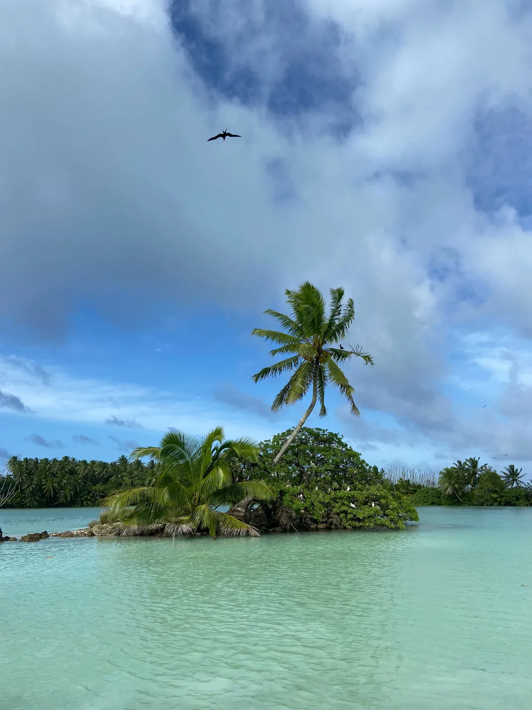 small island in the middle of an ocean, one tall palm tree surrounded by other smaller trees.