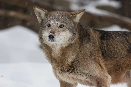 A red wolf in the snow