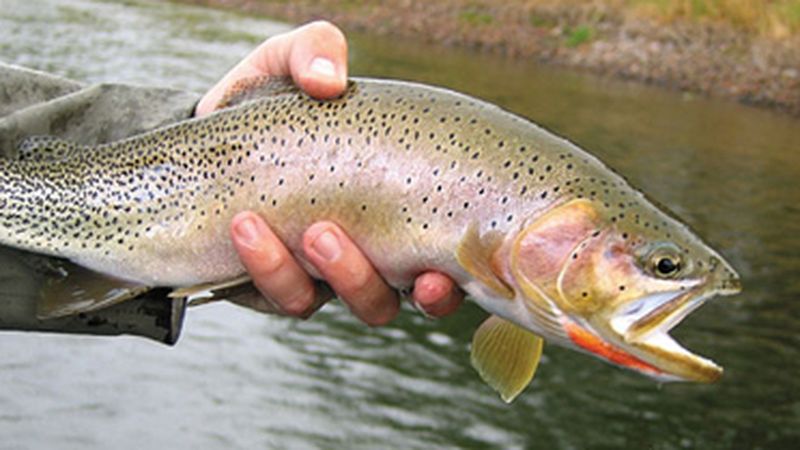 Brown Trout  Missouri Department of Conservation