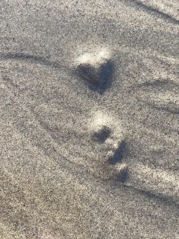 The outgoing tide exposed what looks like a heart and a question mark thumbnail