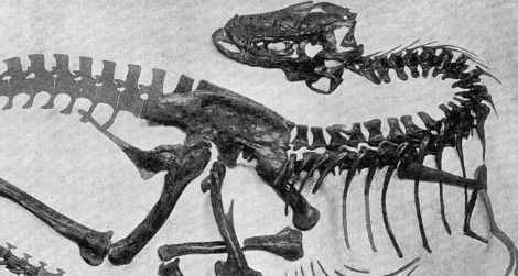 tyrannosaur Gorgosaurus