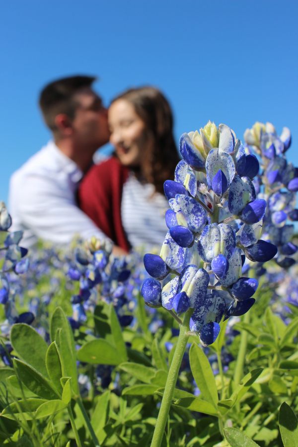 Couple in the Bluebonnets thumbnail