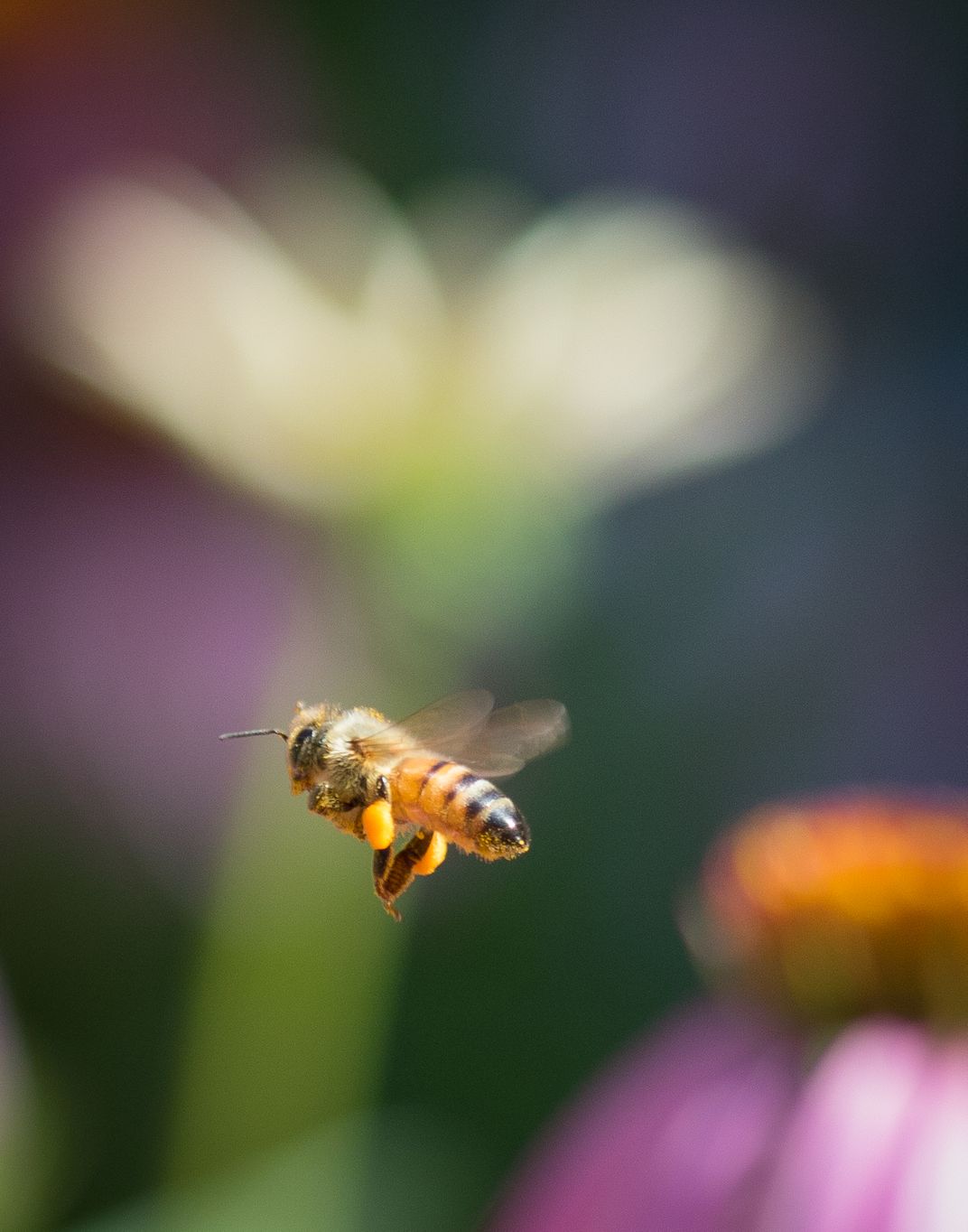 Onto The Next Flower Smithsonian Photo Contest Smithsonian Magazine