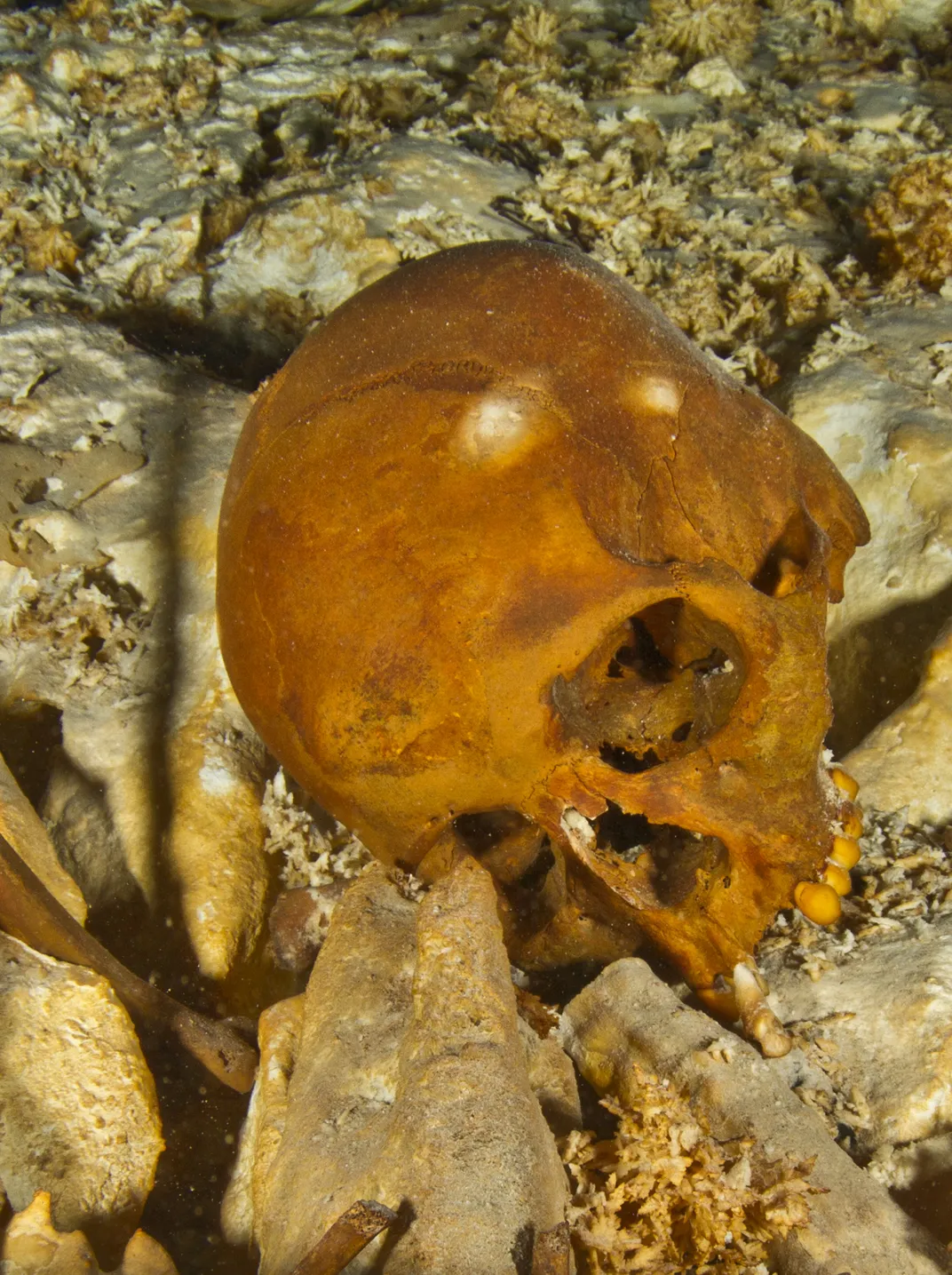 skull of Naia
