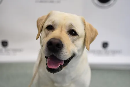 This yellow lab is not involved in the research, but it still a very good doggo.