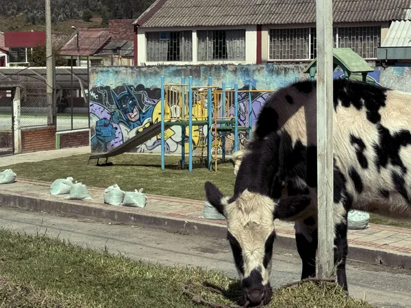 City Cow 5 thumbnail