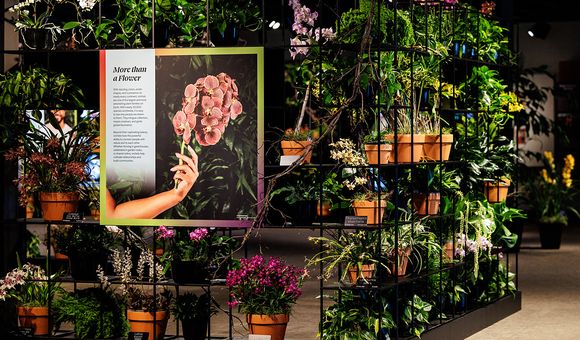 Exhibition space featuring orchids