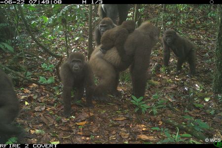 A camera trap image of a Cross River gorilla with multiple babies, taken in the Mbe mountain region of Nigeria on June 22, 2020