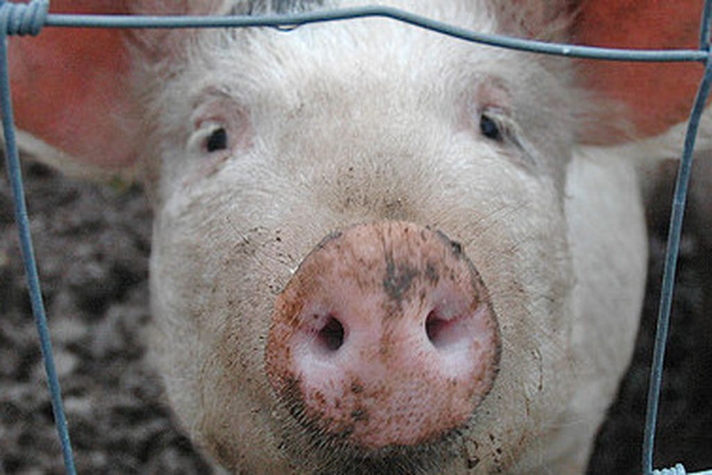 Pigs were domesticated in several different regions of the world.