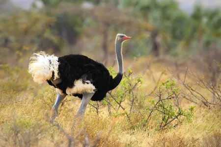 The Somali ostrich is prized for its meat, feathers, leather and eggs