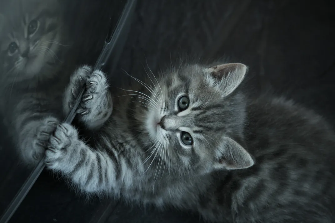kitten looks into mirror