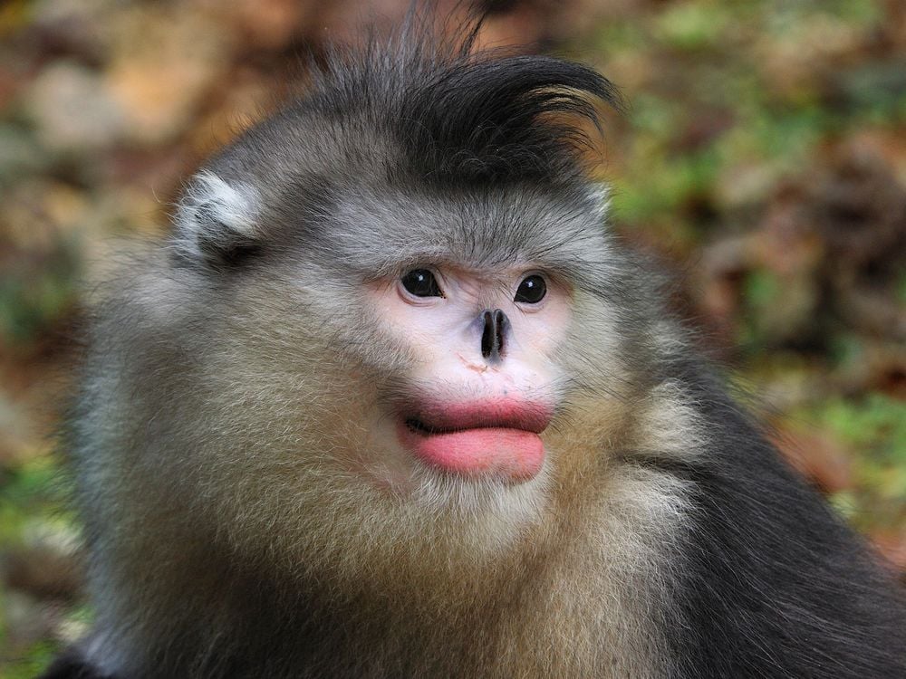 snub-nosed monkey