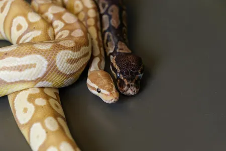 Ball pythons (shown), along with Burmese pythons, were studied in the new research.