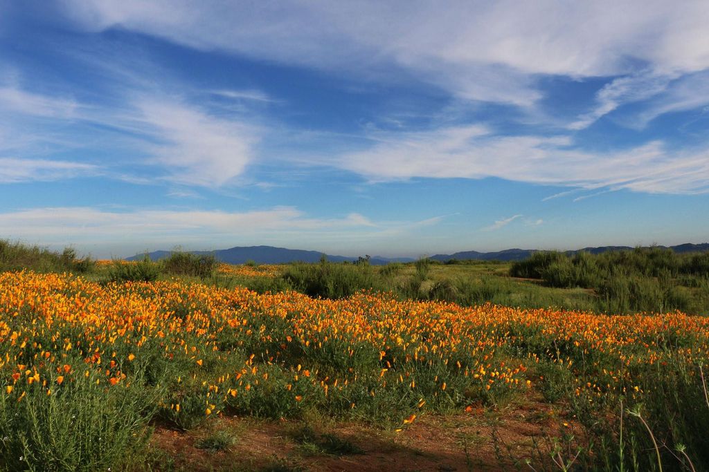 Superbloom