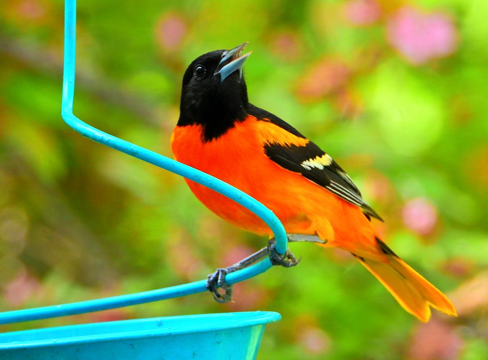 The Orioles migrated here in the spring and they stayed until August this year. Sometimes they stick around until September but they may have left earlier because of the rainy weather we've had.
I shot this picture on the morning of 5/15/2025 through the window in our backyard as he lifted his head briefly while eating grape jelly. I got lucky with the right kind  of lighting for his colors to stand out vividly.
