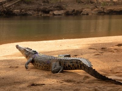 A crocodile wears a satellite tracker in Queensland, Australia. Scientists monitored the reptiles for 15 years and recorded their body temperatures.