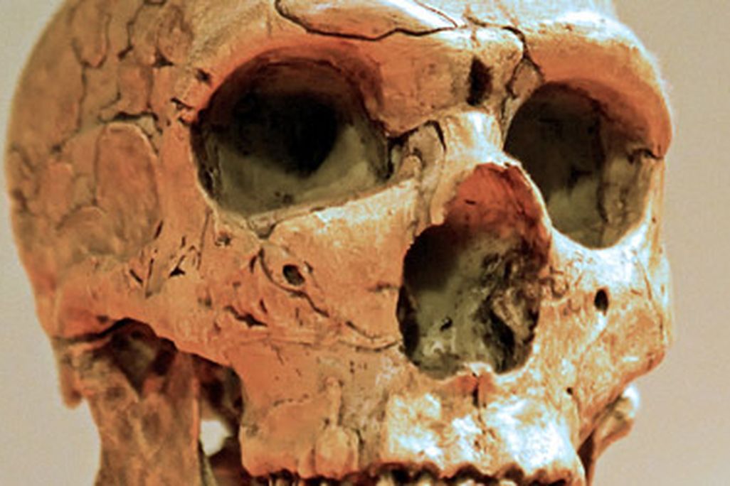 Neanderthals’ successful