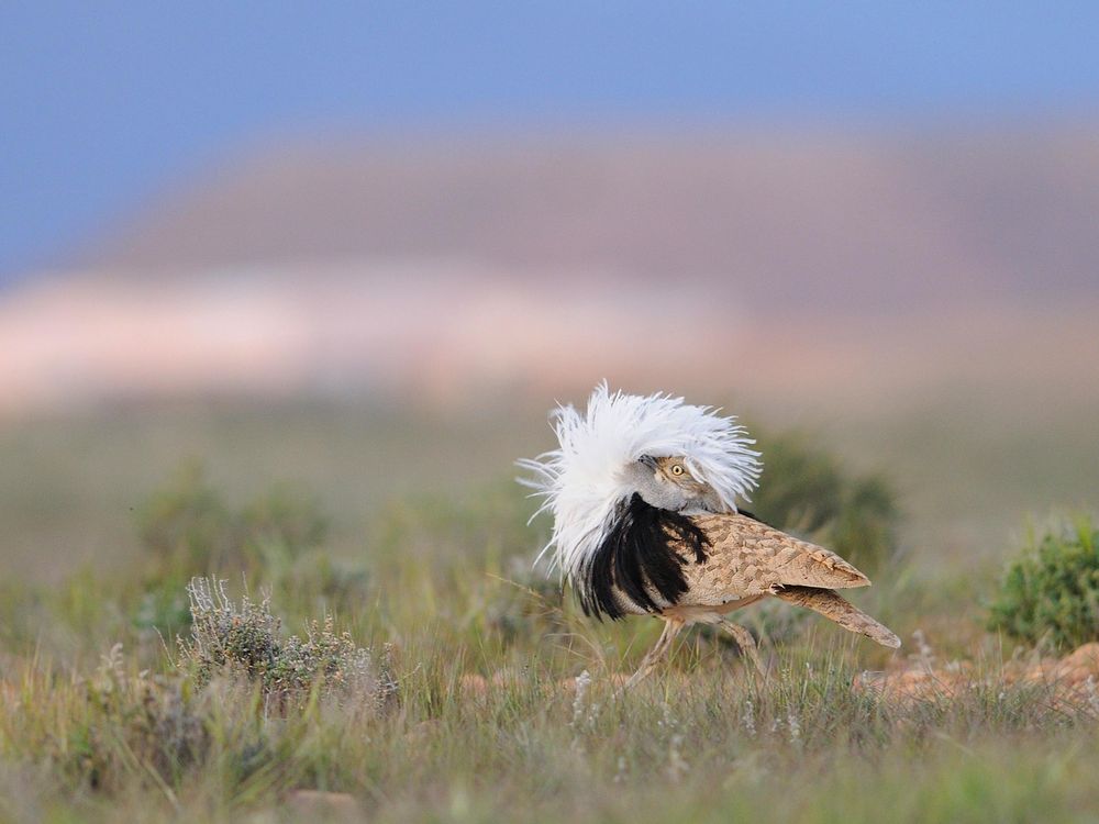 Old Male Bustards Have Less Desirable Sperm