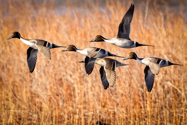 Round and Round thumbnail