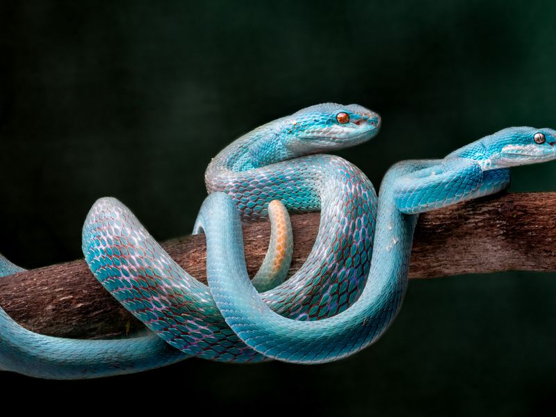 Blue Insularis 19 | Smithsonian Photo Contest | Smithsonian Magazine