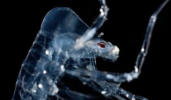 PhronimaD416T-018.jpg