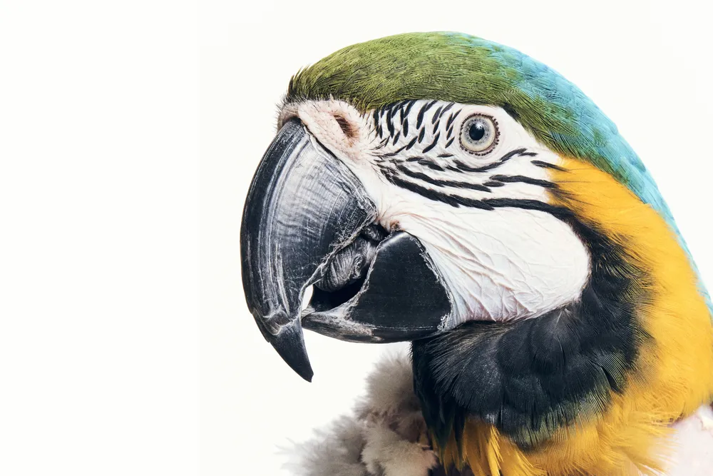 OPENER - Chubby the macaw arrived with self-plucking injuries, which are typically caused by stress, boredom, anxiety or life changes. Chubby was 22 at the time of being photographed in 2025, and she has since been adopted.