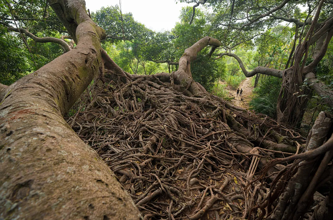 In One of the Wettest Places on the Planet, Indigenous People Build Bridges and Ladders Out of Living Tree Roots