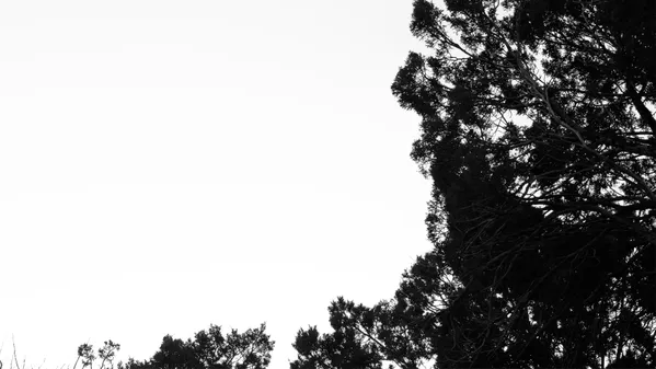 Untitled (Breathing Bush Oak) thumbnail