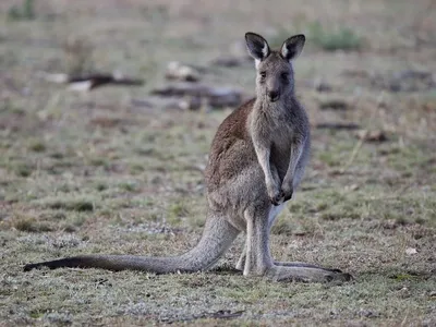 Eastern gray kangaroo genetic material was used for the study, which produced embryos via IVF.
