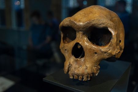 Human evolution is “one of the highest hurdles — if not the highest hurdle — to science education in America,” says Smithsonian's Rick Potts. Here, an early human fossil found in Broken Hill, Zambia. 